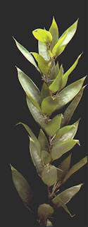 Semiarundinaria yashadake 'Kimmei'