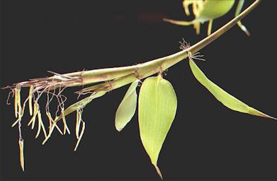 Phyllostachys fimbriligula