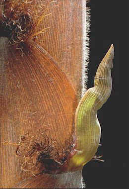 Phyllostachys nigra 'Boryana'