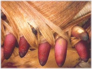 Phyllostachys pubescens