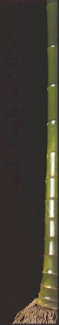 Phyllostachys pubescens